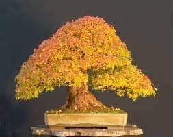 Combo Pack- Japanese Maple Tree Combo Pack - 4 Variety - 15+ Seeds Each - 60+ Seeds Total - Red, Green, Yellow, Purple 4