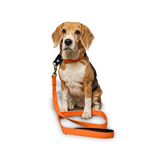 PetWale Orange Fabric Dog Martingale Collar | Comfy & Secure Fit | No Neck Strains | Easy to Use & Durable | Stylish Design | Dog Accessory | Size S 2