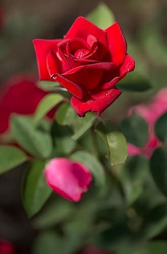 NooElec Seeds India 35+ SEEDS- Exotic Kashmir Dark Red Easy Elegance Rose Flower Seeds Pack For Planting. 5