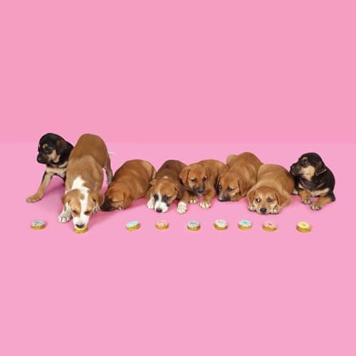 The Barkery Book: Delicious DIY Treats for Your Dogs 4
