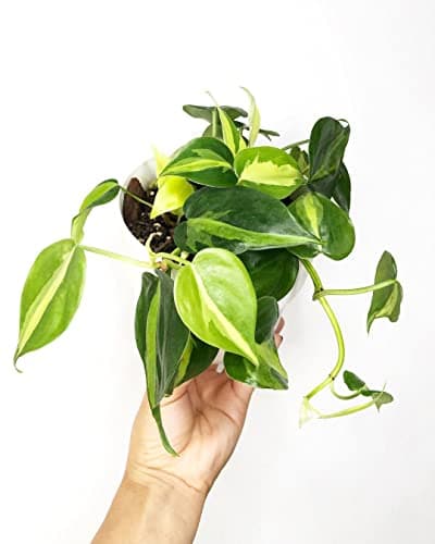 LittleJungle Philodendron Brasil - Live Plant with 5.5 Inches White Decor Pot | Indoor Plants For Home | Live Plants Indoor | Air Purifying Plant | Live Plant With Pot For Home Decor | Offeice desk | 4