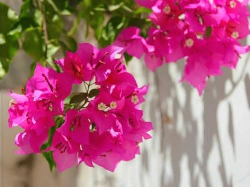 50+ SEEDS- Pink Bougainvillea Flower Seeds For Gardening. DIY Seeds Pack. 3