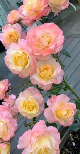200+ SEEDS- Hybrid Climbing Rose Flower Mix Seeds, Year-Round Blooms. 2