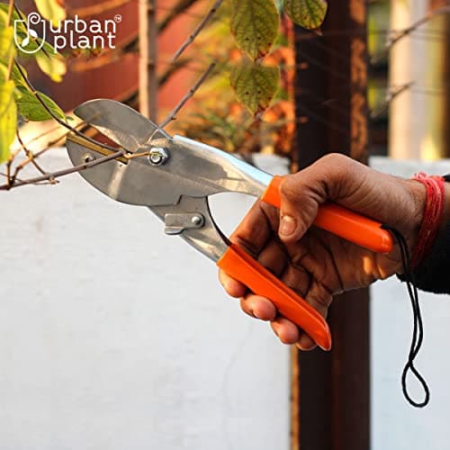 Urban Plant Gardening Tools | Durable & Sturdy | Rust Free Home Garden Accessories (Pruner) 5