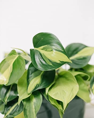 LittleJungle Philodendron Brasil - Live Plant with 5.5 Inches White Decor Pot | Indoor Plants For Home | Live Plants Indoor | Air Purifying Plant | Live Plant With Pot For Home Decor | Offeice desk |