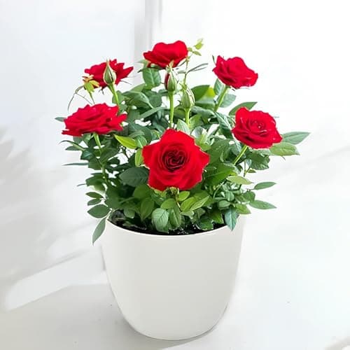 NooElec Seeds India 35+ SEEDS- Exotic Kashmir Dark Red Easy Elegance Rose Flower Seeds Pack For Planting. 2