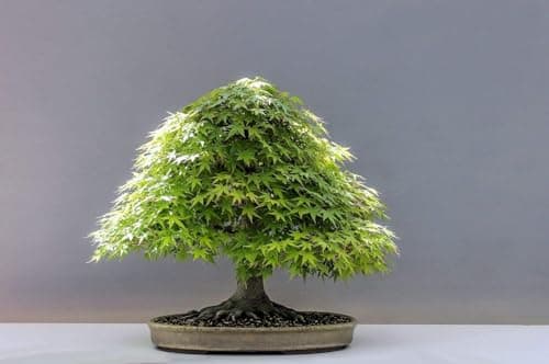 Combo Pack- Japanese Maple Tree Combo Pack - 4 Variety - 15+ Seeds Each - 60+ Seeds Total - Red, Green, Yellow, Purple 5