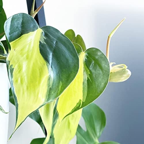 LittleJungle Philodendron Brasil - Live Plant with 5.5 Inches White Decor Pot | Indoor Plants For Home | Live Plants Indoor | Air Purifying Plant | Live Plant With Pot For Home Decor | Offeice desk | 3