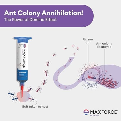 Maxforce Quantum Ant Killer Gel | Ant Control - Bait for Home & Kitchen | Ant Killer Gel | Long Lasting Ant Control | 30g 3