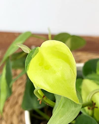 LittleJungle Philodendron Brasil - Live Plant with 5.5 Inches White Decor Pot | Indoor Plants For Home | Live Plants Indoor | Air Purifying Plant | Live Plant With Pot For Home Decor | Offeice desk | 5