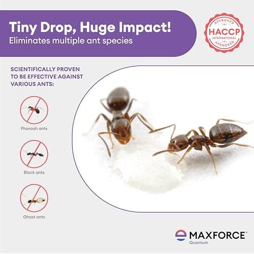 Maxforce Quantum Ant Killer Gel | Ant Control - Bait for Home & Kitchen | Ant Killer Gel | Long Lasting Ant Control | 30g 4