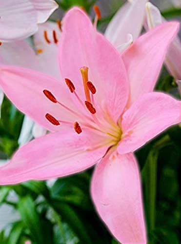 PLANTOGALLERY Asiatic Lily Imported and Hybrid Flower Bulbs Good Germination - Pack of 2 Bulbs (Pink) 2