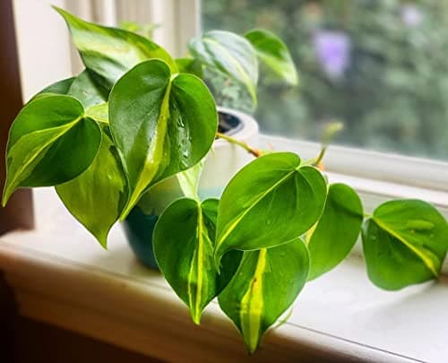 LittleJungle Philodendron Brasil - Live Plant with 5.5 Inches White Decor Pot | Indoor Plants For Home | Live Plants Indoor | Air Purifying Plant | Live Plant With Pot For Home Decor | Offeice desk | 2