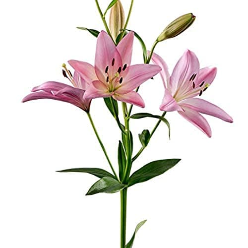 PLANTOGALLERY Asiatic Lily Imported and Hybrid Flower Bulbs Good Germination - Pack of 2 Bulbs (Pink) 6