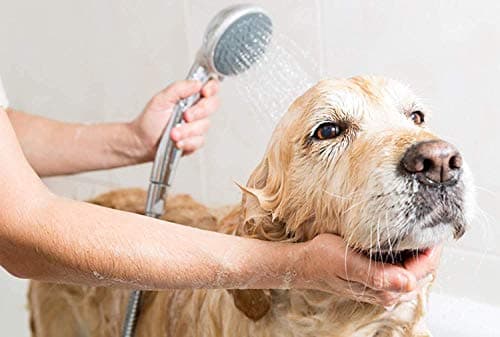 Picckola International Oh My Dog Oatmeal & Itch Relief 1000 ml Shampoo for Dogs & Puppies 4