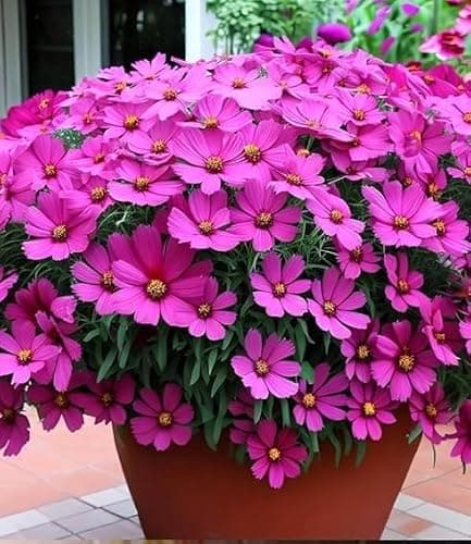 Low Maintenance Hybrid Flower Seeds Combo Pack- All Year Flower Seeds Supply (15 VARIETIES) 2