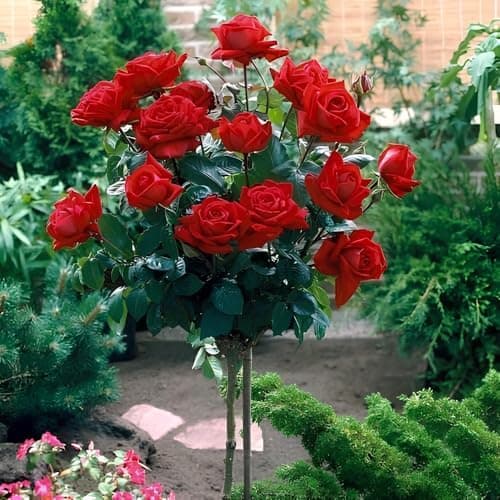 NooElec Seeds India 35+ SEEDS- Exotic Kashmir Dark Red Easy Elegance Rose Flower Seeds Pack For Planting.