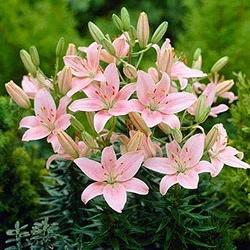 PLANTOGALLERY Asiatic Lily Imported and Hybrid Flower Bulbs Good Germination - Pack of 2 Bulbs (Pink) 4