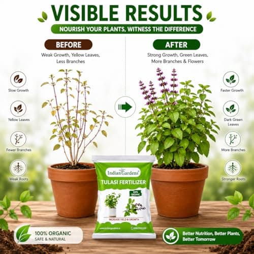 Indian Gardens - Tulasi Organic Fertilizer (0.5 Kg) | Holy Basil | Growth Fertilizer | Organic Plant Food | Tulasi Leaf Health 4