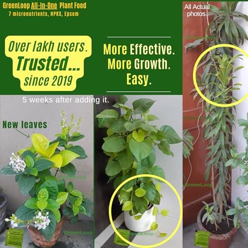 GREENLOOP-All In One Plant Food, For all House Plants, Complete,10 Sachets 3
