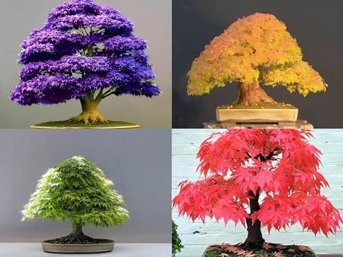 Combo Pack- Japanese Maple Tree Combo Pack - 4 Variety - 15+ Seeds Each - 60+ Seeds Total - Red, Green, Yellow, Purple