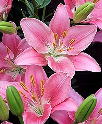 PLANTOGALLERY Asiatic Lily Imported and Hybrid Flower Bulbs Good Germination - Pack of 2 Bulbs (Pink) 3