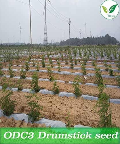 Iagrifarm Moringa/Drumstick Seeds - ODC3 Variety - 1 Kg for Plantation - Appro 3500 seeds 3