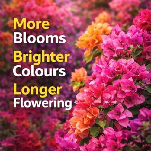 Indian Gardens - Bougainvillea Fertilizer for Plant | Bloom Booster for Vibrant Flowers | Slow Release Organic Nutrient | For Terrace & Outdoor Plants - 400 Grams 2