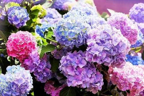 BlimBurn Hydrangea Flower Seeds Mix -Hybrid Seeds - All India Year-Round Growing. Low Maintenance Plant Seeds (Macrophylla) (15 SEEDS) 4
