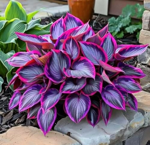 Imported Hosta Flower Seeds Mix for Home and Garden, 100+ Seeds Per Pack 4