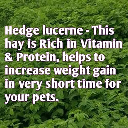 Herbal Sinovet India Premium Alfalfa/Timothy/Lucerne/Peanut Mix Hay for Rabbit/Guinea Pig/Hamster (3kg) 4