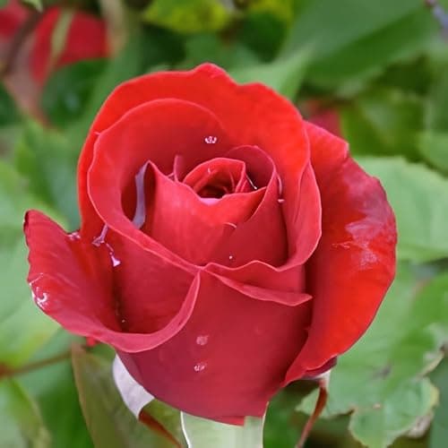 NooElec Seeds India 35+ SEEDS- Exotic Kashmir Dark Red Easy Elegance Rose Flower Seeds Pack For Planting. 4