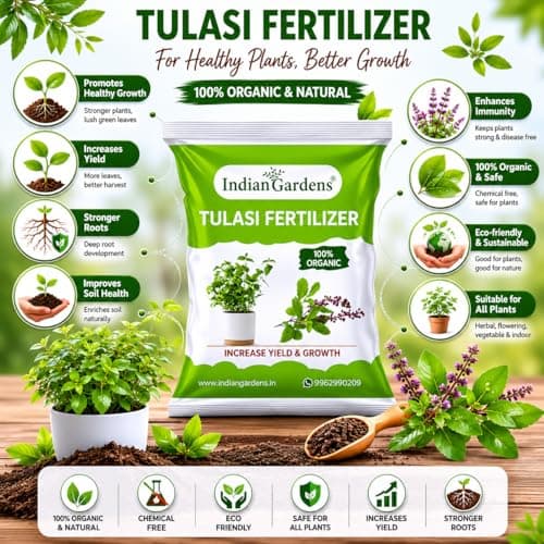 Indian Gardens - Tulasi Organic Fertilizer (0.5 Kg) | Holy Basil | Growth Fertilizer | Organic Plant Food | Tulasi Leaf Health 2