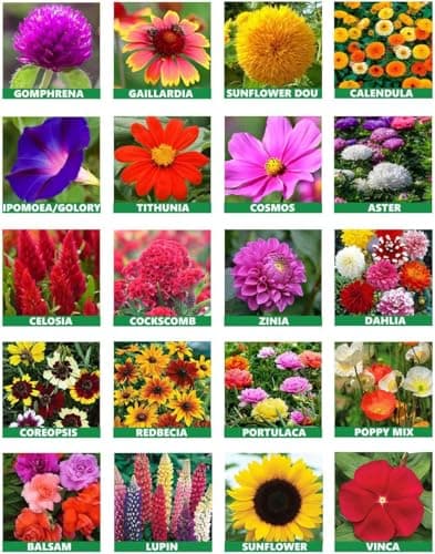 Low Maintenance Hybrid Flower Seeds Combo Pack- All Year Flower Seeds Supply (15 VARIETIES)