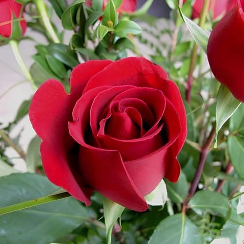 NooElec Seeds India 35+ SEEDS- Exotic Kashmir Dark Red Easy Elegance Rose Flower Seeds Pack For Planting. 3
