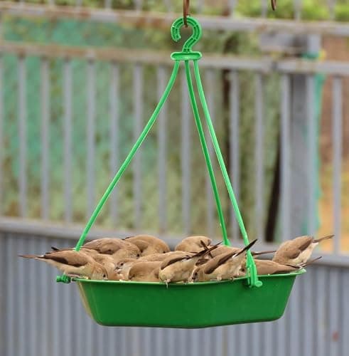 Amijivdaya Plastic Bowl Bird Feeder for Food & Water, Multipurpose, Large