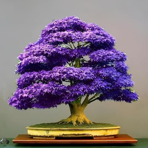 Combo Pack- Japanese Maple Tree Combo Pack - 4 Variety - 15+ Seeds Each - 60+ Seeds Total - Red, Green, Yellow, Purple 2
