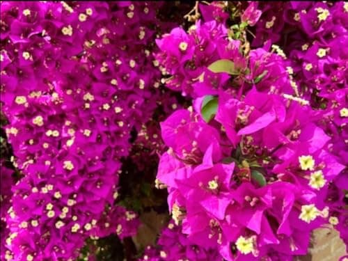 50+ SEEDS- Pink Bougainvillea Flower Seeds For Gardening. DIY Seeds Pack. 5