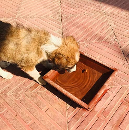 Jetwals Clay Pet Water Food Bowl Good for Street Dog Bath Dog Bath (Pet Water Bowels Pack of 1)