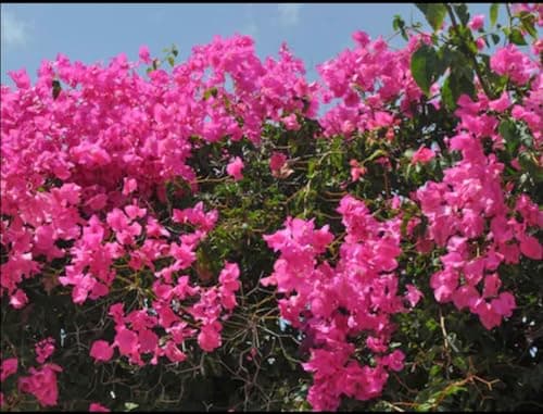 50+ SEEDS- Pink Bougainvillea Flower Seeds For Gardening. DIY Seeds Pack. 4
