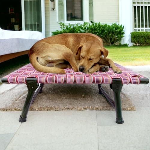 Nattnak Elevated Foldable Dog Bed (36x24x12 Inch) | All-Seasons Comfort | Breathable Nylon Niwar Mesh | Strong Iron Frame Cot Bed for Dogs & Cats | Anti-Skid, Waterproof, Durable Pet Bed | Multicolor 5