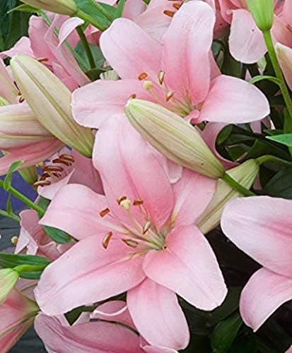 PLANTOGALLERY Asiatic Lily Imported and Hybrid Flower Bulbs Good Germination - Pack of 2 Bulbs (Pink)