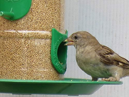 Amijivdaya Large Bird Feeder with Hut Multi Color (1 Pieces) 4