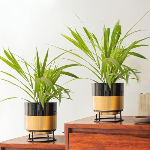 Kraft Seeds by 10club Decorative Metal Planter with Stand | Planter with Drain Hole | Planter for Living Room, Terrace, Balcony | Rust-Free | 6" Planter | Gold & Black | Set of 2 (Gold and Black)