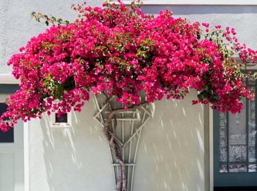 50+ SEEDS- Pink Bougainvillea Flower Seeds For Gardening. DIY Seeds Pack.
