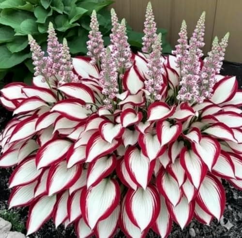 Imported Hosta Flower Seeds Mix for Home and Garden, 100+ Seeds Per Pack 2