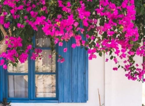 50+ SEEDS- Pink Bougainvillea Flower Seeds For Gardening. DIY Seeds Pack. 2