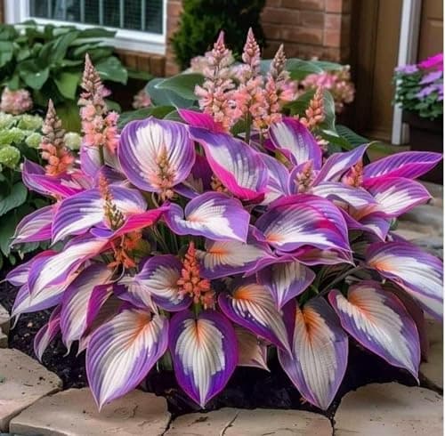 Imported Hosta Flower Seeds Mix for Home and Garden, 100+ Seeds Per Pack 5