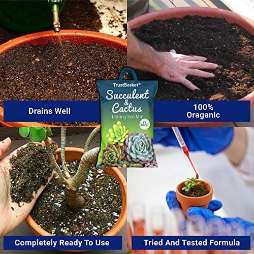 TrustBasket 100% Organic Succulent and Cactus Potting Soil Mix-5kg Premium Potting Mix with Perlite, Well-Drained & Aerated, Ideal for Succulents, Cacti, Root Growth | Soil for Indoor & Outdoor Plants 3
