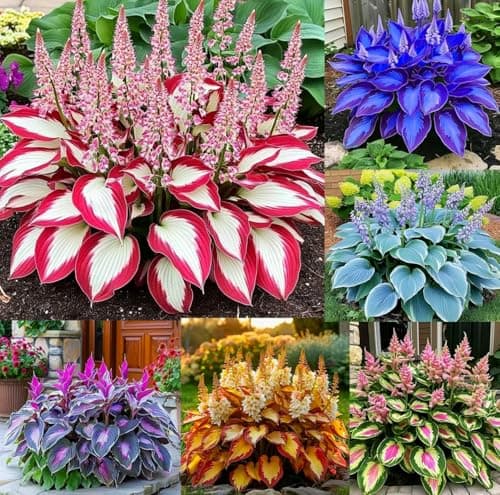 Imported Hosta Flower Seeds Mix for Home and Garden, 100+ Seeds Per Pack